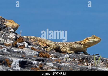 Agama oder Roughtail Rock Agama (Laudakia stellio) (Stellagama stellio) Eidechse an den Wänden der Neuen Festung (Neo Frourio) in Korfu. Stockfoto