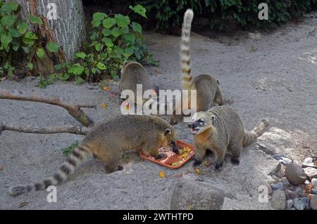 Deutschland, Mecklenburg-Vorpommern, Greifswald (Hansestadt): Koatis oder Coatimundis (Nasua nasua) füttern im örtlichen Zoo. Stockfoto