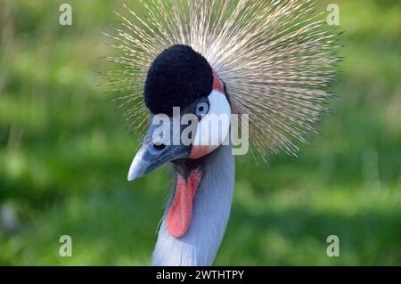 Deutschland, Mecklenburg-Vorpommern, Greifswald (Hansestadt): Graukräne (Balearica regulorum) im Zoo. Stockfoto