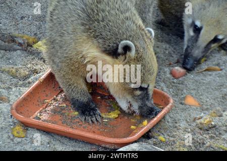 Deutschland, Mecklenburg-Vorpommern, Greifswald (Hansestadt): Koatis oder Coatimundis (Nasua nasua) füttern im örtlichen Zoo. Stockfoto