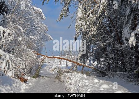 Deutschland, Niederbayern, Unterschleissheim: Schneeszene im Bergler Wald. Stockfoto