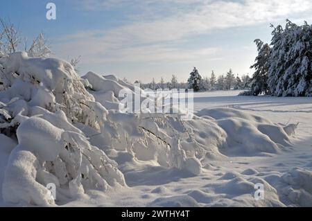 Deutschland, Niederbayern, Unterschleissheim: Schneeszene mit schneebedeckten Bäumen. Stockfoto