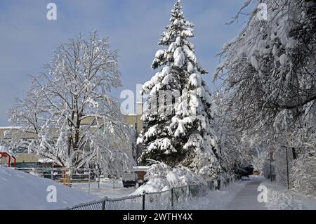 Deutschland, Niederbayern, Unterschleissheim: Schneebedeckte Bäume. Stockfoto