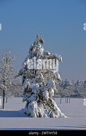 Deutschland, Niederbayern, Unterschleissheim: Schneeszene mit schneebedeckten Bäumen. Stockfoto