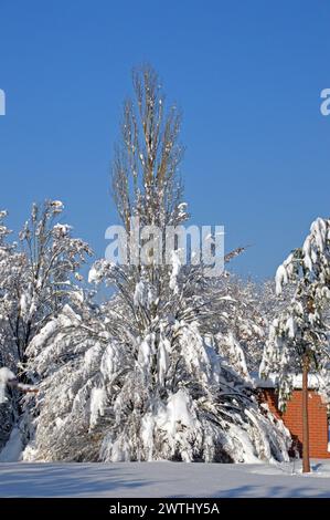 Deutschland, Niederbayern, Unterschleissheim: Schneeszene mit schneebedeckten Bäumen. Stockfoto