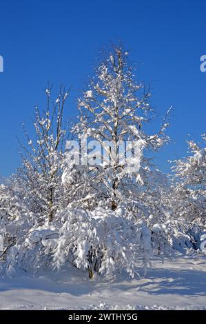 Deutschland, Niederbayern, Unterschleissheim: Schneeszene mit schneebedeckten Bäumen. Stockfoto