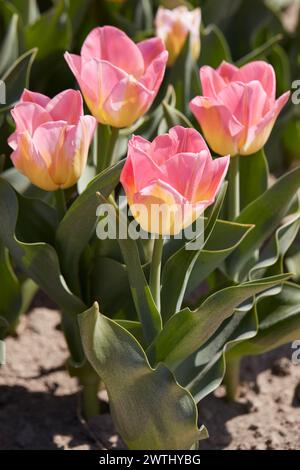 Tulpe Tom Pouce blüht und Feld im Frühlingssonnenlicht Stockfoto