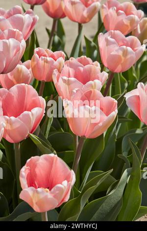 Tulpenlachsabdruck, rosa Blumen im Frühlingssonnenlicht Stockfoto