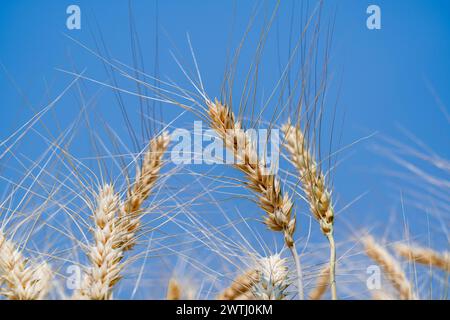 Nahaufnahme von ausgewachsener Gerste auf dem Gerstenfeld Stockfoto