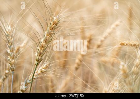 Nahaufnahme von ausgewachsener Gerste auf dem Gerstenfeld Stockfoto