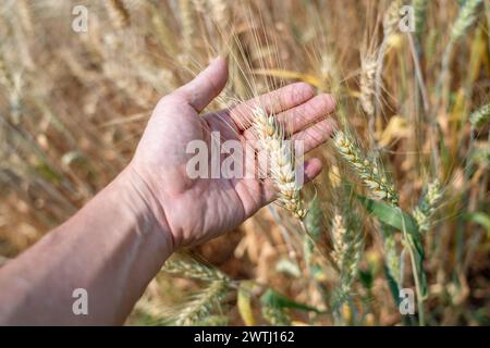 Nahaufnahme eines Bauern, der seinen Gerstenstiel überprüft Stockfoto