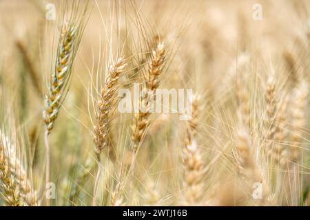 Nahaufnahme von ausgewachsener Gerste auf dem Gerstenfeld Stockfoto