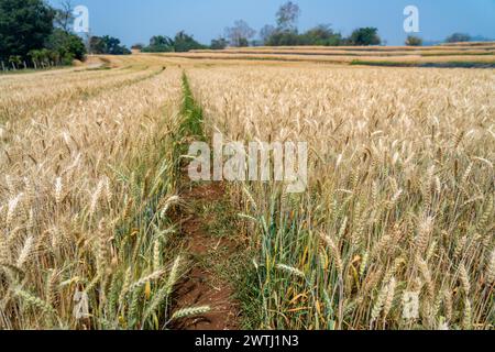 Nahaufnahme von ausgewachsener Gerste auf dem Gerstenfeld Stockfoto