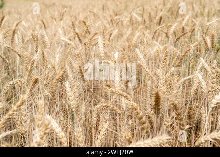 Nahaufnahme von ausgewachsener Gerste auf dem Gerstenfeld Stockfoto