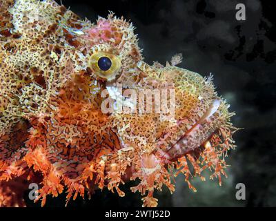 Drachenkopf Scorpaena scrofa, Tauchplatz Wrack der Thistlegorm, Rotes Meer, Ägypten *** Scorpionfisch Scorpaena scrofa, Tauchplatz Wrack der Thistlegorm, Rotes Meer, Ägypten Stockfoto