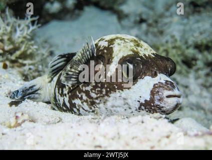 Maskenkugelfisch Arothron diadematus, Nacht, Tauchplatz Riff Abu Nuhas, Rotes Meer, Ägypten *** Maskenpufferfisch Arothron diadematus , Nacht, Tauchplatz Riff Abu Nuhas, Rotes Meer, Ägypten Stockfoto