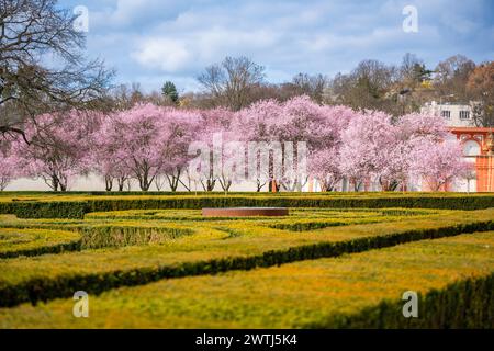 Blühende Sakura im Schlosspark Troja im Frühling in Prag, Tschechien Stockfoto