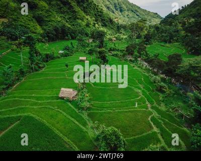 Blick von oben auf Reisterrassen im malerischen Tal auf Bali. Berglandschaft mit Reisfeldern. Luftaufnahme Stockfoto