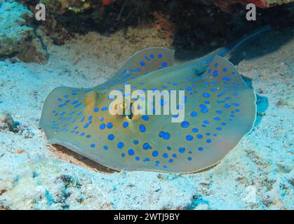 Blaupunkt-Stechrochen Taeniura lymma, Unterwasser-Foto, Tauchplatz Siyul Kebir, Rotes Meer, Ägypten *** Blaufleckiger Stachelrochen Taeniura lymma, Unterwasserfoto, Tauchplatz Siyul Kebir, Rotes Meer, Ägypten Stockfoto