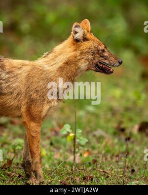 goldener Schakal oder Canis aureus Seitenprofil in natürlichem landschaftlich grünen Hintergrund in der Wintersaison Morgensafari bandhavgarh Nationalpark Waldtiger Stockfoto