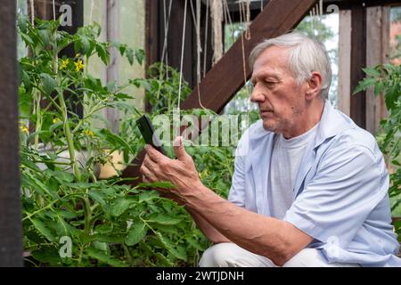 Älterer Mann, der Fotos von Tomaten macht und Pflanzen mit einem Smartphone genau untersucht, zeigt Liebe zum Detail in der häuslichen Gartenarbeit, geeignet für Stockfoto