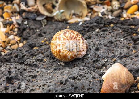 Es war ein grauer und bewölkter Tag, als ich diese wunderschönen Muscheln am Strand von Agde zwischen schwarzen Felsen entdeckte Stockfoto