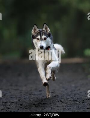 Sibirischer Husky läuft Stockfoto