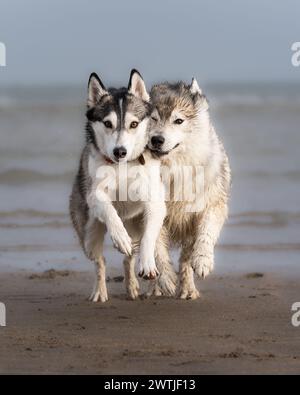 Zwei Huskys laufen zusammen am Strand Stockfoto