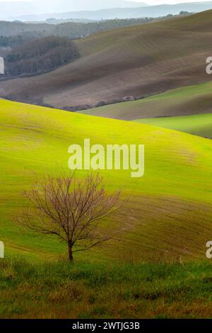 Wunderschöne Landschaft der grünen Hügel der Toskana im malerischen Val d' Orcia im Chianti, in der Nähe von Siena und Florenz. Stockfoto