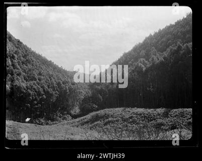 Landschaft Neuseelands: Staatswaldbäume schwarz-weiß-negative, Gelatine-Silber-negative Stockfoto