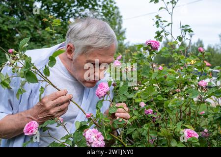 Konzentrierter Senior Gärtner, der Rosenblüten riecht und bewachsene rosa Rosensträucher im Garten aufmerksam beschneidet, seine jahrelange Erfahrung bei der Führung seines Autos Stockfoto