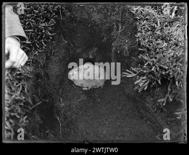 Pachyptila vittata - Schwarzweiß-negative mit Prionen (Procellariiformes), Trockenplatten-negative mit Gelatine Stockfoto