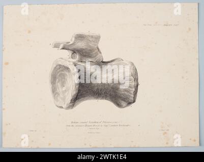 Median Caudal Wirbel von Pelorosaurus [?] Aus den Schichten des Tilgate Forest von Captain Lambart Brickenden Lithographien Stockfoto
