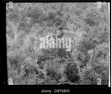 Young Lancewood Gelatine Silber negative, schwarz-weiß negative Stockfoto