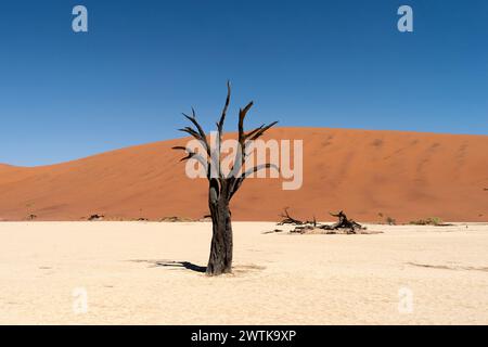 Tote Bäume im Deadvlei-Tal in der Trockenzeit in Namibia Stockfoto