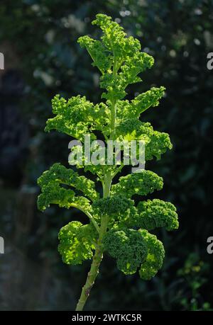 Grünkohl wächst in einem Garten. Stockfoto