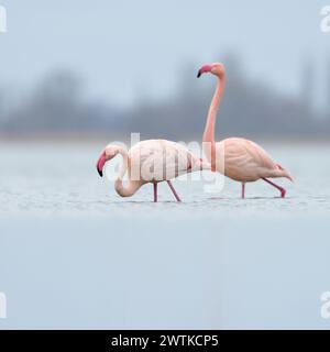 Ganz im Norden... Pink Flamingos * Phoenicopterus roseus * aus dem Zwillbrocker Venn, die nördlichste Brutpopulation, die nördlichste Kolonie, in ihren Stockfoto