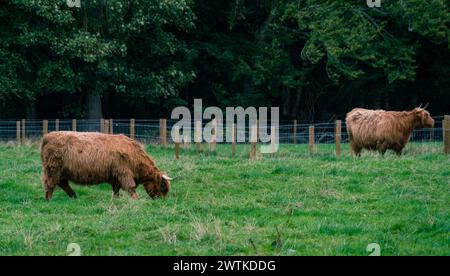 Hochlandkühe, die auf Gras auf Weide weiden Stockfoto