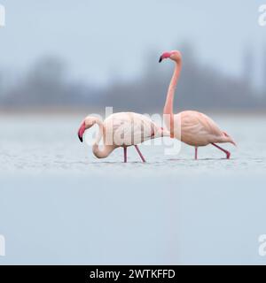 hoch im Norden... Rosaflamingo / Rosaflamingos Phoenicopterus roseus aus dem Zwillbrocker Venn, nördlichstes Brutvorkommen, nördlichste Kolonie, in ihrem Überwinterungsquartier am IJsselmeer in den Niederlanden *** weit nördlich... Pink Flamingos * Phoenicopterus roseus * vom Zwillbrocker Venn, nördlichste Brutpopulation, nördlichste Kolonie, in ihren Überwinterungsgebieten am IJsselmeer in den Niederlanden Niederlande, Westeuropa Stockfoto