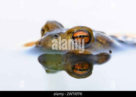 Krötenaugen... Erdkröte Bufo bufo , männliche Kröte wartet im Laichgewässer auf paarungsbereites Weibchen, hält Ausschau, treibt im Wasser, heimische Amphibien, Lurche, Kröten, Natur *** Gemeine Kröte / Erdkroete Bufo bufo während der Laichzeit, schwimmt auf weiß gefärbter Wasseroberfläche und wartet auf seinen Gefährten. Nordrhein-Westfalen Deutschland, Westeuropa Stockfoto