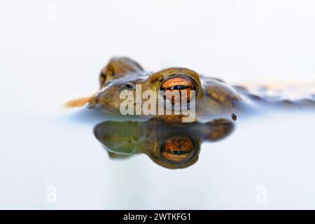 Krötenaugen... Erdkröte Bufo bufo , männliche Kröte wartet im Laichgewässer auf paarungsbereites Weibchen, hält Ausschau, treibt im Wasser, heimische Amphibien, Lurche, Kröten, Natur *** Gemeine Kröte / Erdkroete Bufo bufo während der Laichzeit, schwimmt auf weiß gefärbter Wasseroberfläche und wartet auf seinen Gefährten. Nordrhein-Westfalen Deutschland, Westeuropa Stockfoto