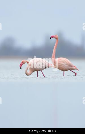 hoch im Norden... Rosaflamingo / Rosaflamingos Phoenicopterus roseus aus dem Zwillbrocker Venn, nördlichstes Brutvorkommen, nördlichste Kolonie, in ihrem Überwinterungsquartier am IJsselmeer in den Niederlanden *** weit nördlich... Pink Flamingos * Phoenicopterus roseus * vom Zwillbrocker Venn, nördlichste Brutpopulation, nördlichste Kolonie, in ihren Überwinterungsgebieten am IJsselmeer in den Niederlanden Niederlande, Westeuropa Stockfoto