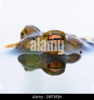 Krötenaugen... Erdkröte Bufo bufo , männliche Kröte wartet im Laichgewässer auf paarungsbereites Weibchen, hält Ausschau, treibt im Wasser, heimische Amphibien, Lurche, Kröten, Natur *** Gemeine Kröte / Erdkroete Bufo bufo während der Laichzeit, schwimmt auf weiß gefärbter Wasseroberfläche und wartet auf seinen Gefährten. Nordrhein-Westfalen Deutschland, Westeuropa Stockfoto