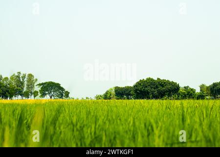 Grünes Reisohr in einem Reisfeld unter Sonnenaufgang verschwommen Reisfeld am Morgen. Nahaufnahme grüner Paddy-Reis auf dem Feld. Der Hauptzweck Stockfoto