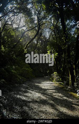 Unbefestigter Weg, der sich durch einen dichten Wald schlängelt, flankiert von hohen Bäumen auf beiden Seiten Stockfoto