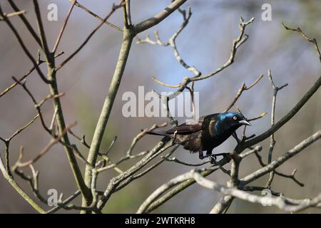 Ein gewöhnlicher Grackle, der auf einem Winterbaumzweig thront Stockfoto