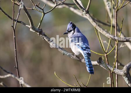 Ein blauer jay Vogel, der auf Baumästen ruht Stockfoto