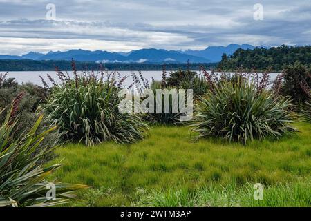 Neuseeländischer Flachs (Phormium tenax), der neben dem Mahinapua-See in der Westküstenregion der Südinsel Neuseelands wächst Stockfoto