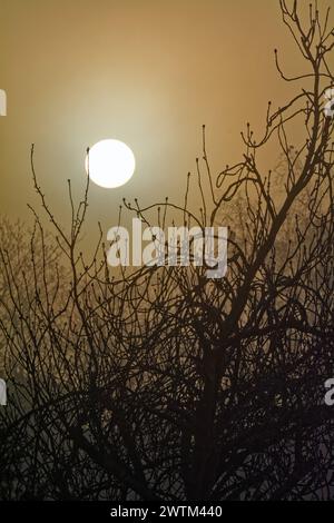 Ein dramatischer Sonnenaufgang, der durch den Morgennebel mit Ästen im Vordergrund scheint Stockfoto