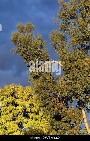 Hellgrünes Laub eines Robinien- und Eukalyptusbaumes vor einem dunkelblauen Hintergrund von Sturmwolken, Surrey England UK Stockfoto